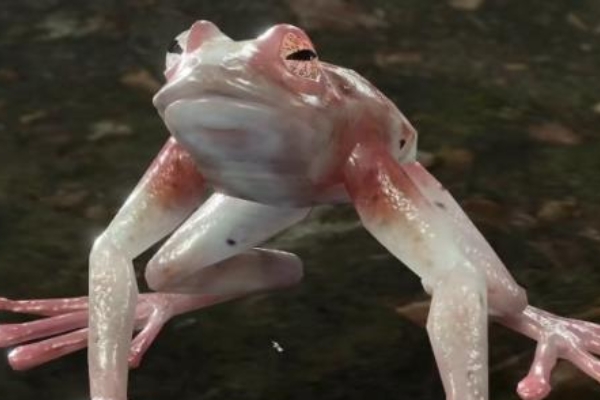 《博德之门3》混乱青蛙奖励获得方法介绍